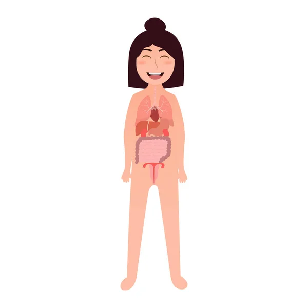 Cartoon girl body anotomy illustration - inner organs lungs, liver, stomach, uterus, heart, intensive — Stock Illustration Cartoon girl body anotomy illustration - inner organs lungs, liver, stomach, uterus, heart, intensive Stock Vector