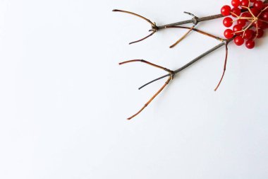 Beyaz üzerine izole dal ve kırmızı meyveler