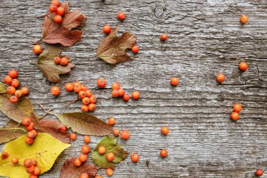 Eski ahşap arka plan üzerinde kül ve düşmüş yaprakları Sonbahar desen