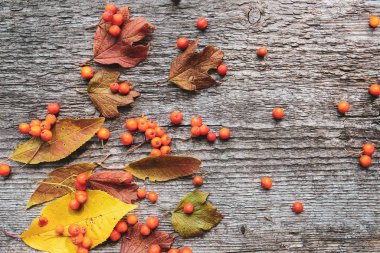 Eski ahşap arka plan üzerinde kül ve düşmüş yaprakları Sonbahar desen