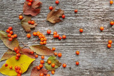 Eski ahşap arka plan üzerinde kül ve düşmüş yaprakları Sonbahar desen