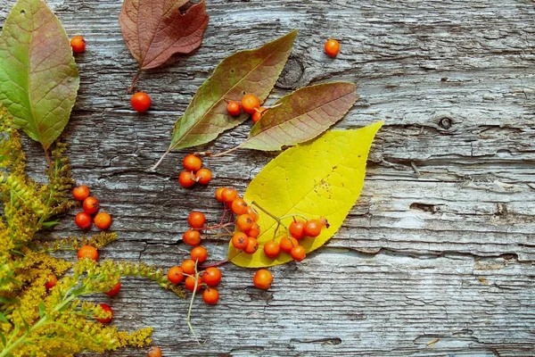 黄花、灰莓和旧木背景上落叶的秋花图案 — 图库照片