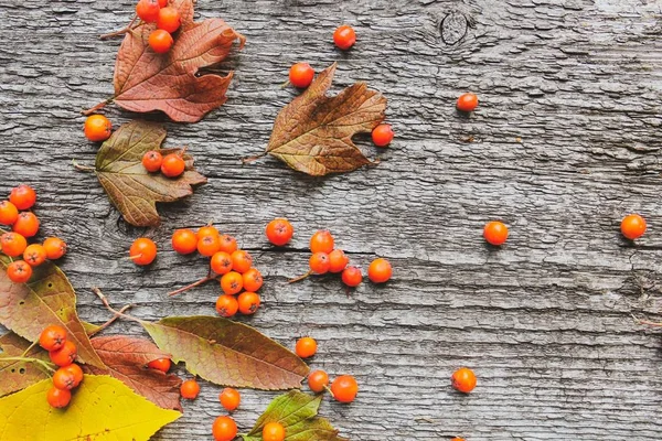 旧木背景上的灰莓和落叶的秋天图案 — 图库照片