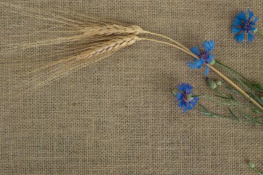 Çiçek düz döşeme tasarım, cornflowers ve çavdar bir tuval arka plan, metin için alan