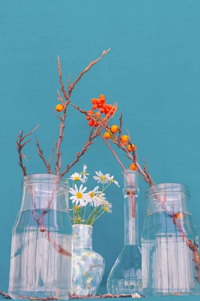 Red berry, chamomile and branches without leaves in glass jars on sackcloth background — Stock Photo, Image