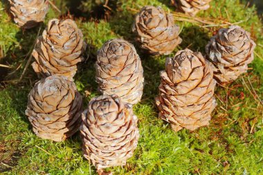 Yeşil yosun üzerinde kahverengi sedir konileri arka plan