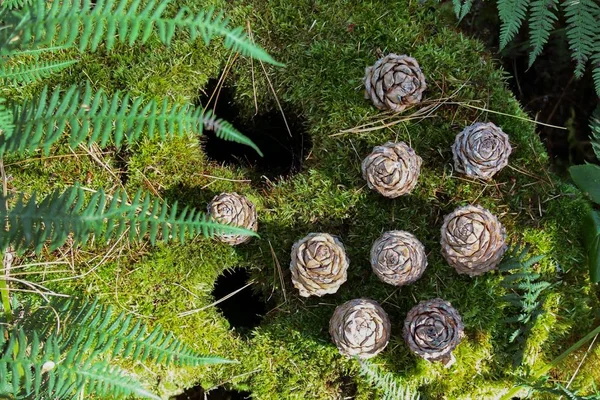 Bakgrund av bruna cederträ koner och ormbunke på en grön Moss — Stockfoto