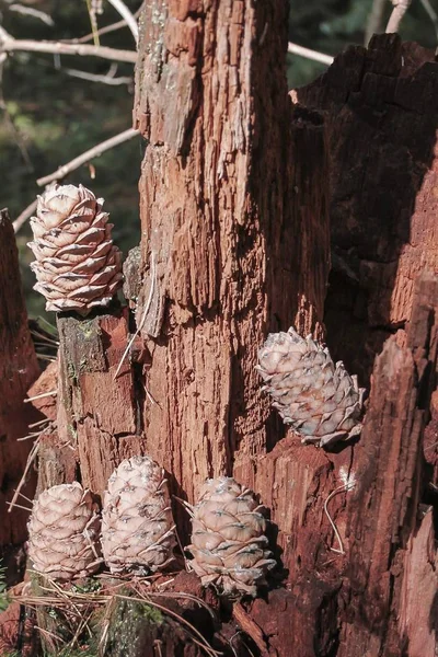 Cederträ kottar på en cederträ stubbe i skogen — Stockfoto