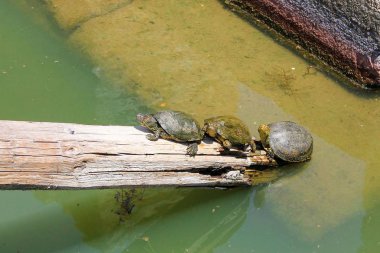 Arnavutluk 'taki Butrint arkeoloji sahasında kaplumbağalar. Unesco 'dan Dünya Mirası Sitesi