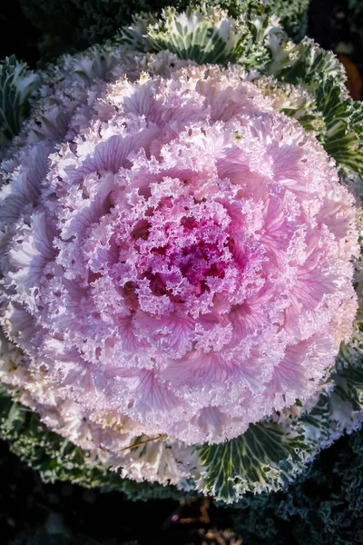 Virágzó dekoratív lila-rózsaszín káposzta növény a kertben. — Stock Fotó