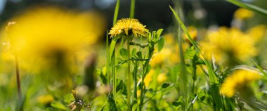 Sarı karahindibalar güneş ışığıyla aydınlatılmış bir çimenlikte büyüyorlar.
