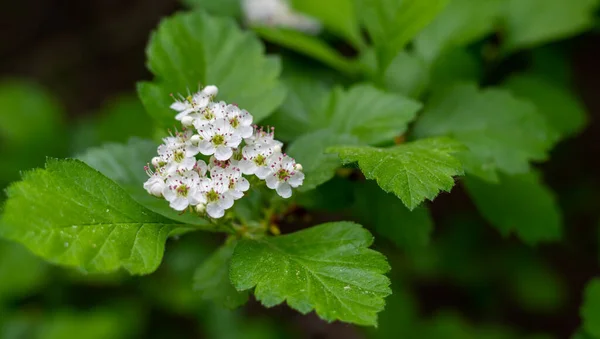 White flowers of hawthorn with pink stamens bloom in the spring garden. — Stock Photo, Image