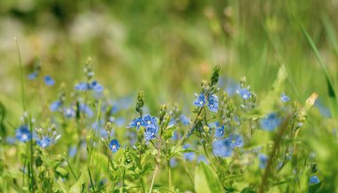 Yeşil çimenlerin bulanık arkaplanı ve mavi unutma beni.