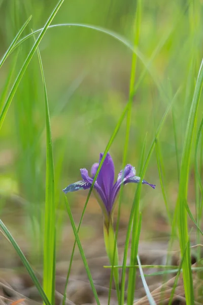 Fond flou d'herbe verte et fleurs de coucou bleu larmes . — Photo