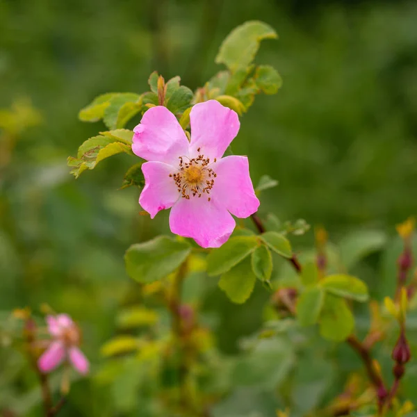 Kwiat Psa Róża Rosa Canina Rośnie Przyrodzie — Zdjęcie stockowe