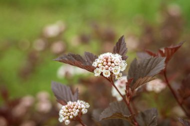 Kara Diken 'in pembe tomurcukları, çit.