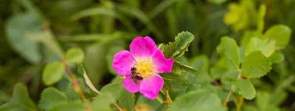 Kwiat Psa Róża Rosa Canina Rośnie Przyrodzie — Zdjęcie stockowe