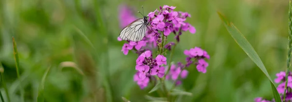 Weißer Schmetterlingskohl Auf Einer Rosa Phlox Blume — Stockfoto