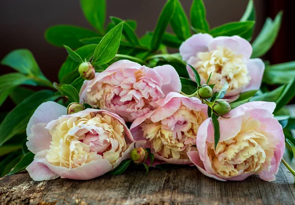 En bukett rosa pioner - en gåva för semestern — Stockfoto