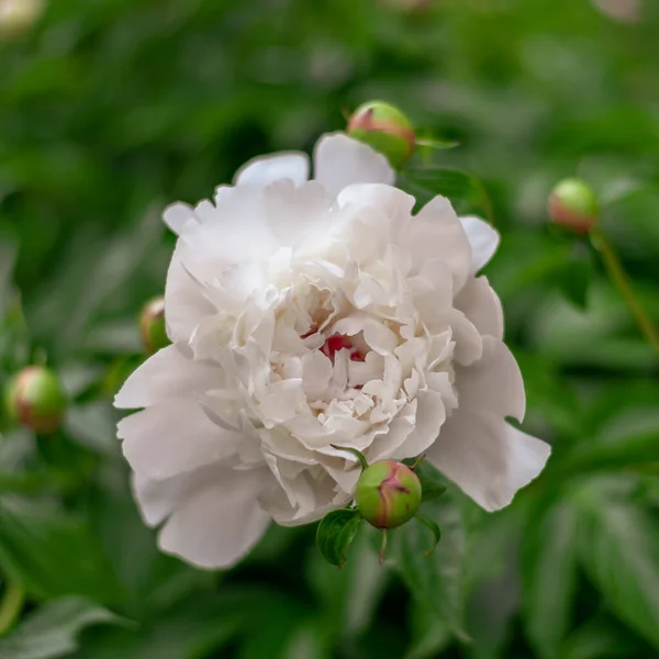 Delicato fiore di peonia rosa e boccioli su un'aiuola . — Foto Stock