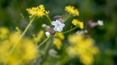 Sarı çiçekli bir çayırda Silene vulgaris bitkisinin beyaz çiçeği.