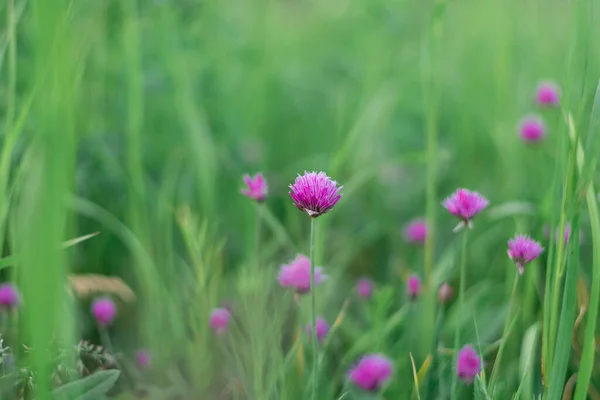 Cebollino Flor Que Crece Jardín —  Fotos de Stock