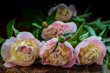 Bir buket pembe şakayık - bayram hediyesi.