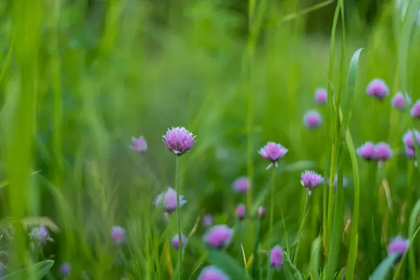 Cebollino en flor que crece en un jardín de verano —  Fotos de Stock