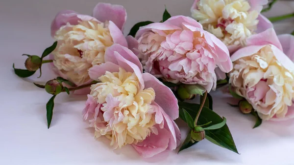 Un bouquet de pivoines roses - un cadeau pour les vacances — Photo