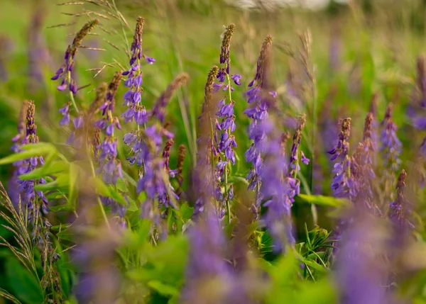 Kwitnące jasne fioletowe głowy kwiatów Astilbe chinensis Brokat -False Spirea lub fałszywych kóz Broda — Zdjęcie stockowe