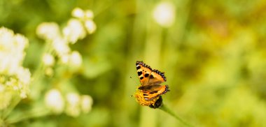 Çiçek üzerindeki kelebek ürtiker, yaz doğal manzarası.