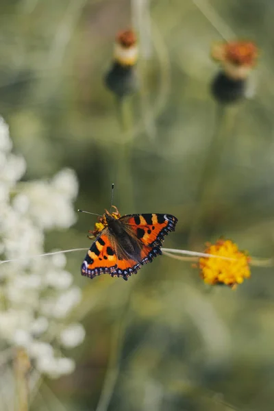 Urticária Borboleta Uma Flor Paisagem Natural Verão — Fotografia de Stock