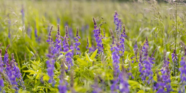 Blühende Hellviolette Blütenköpfe Von Astilbe Chinensis Brokat Falsche Spirea Oder — Stockfoto