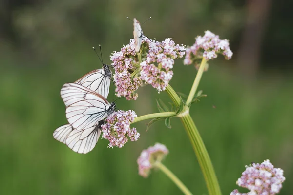 Repolho branco Borboleta Pieris rapae em uma flor rosa . — Fotografia de Stock