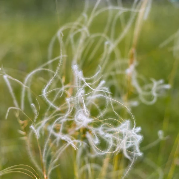 Piórkowa trawa na wietrze na letniej łące — Zdjęcie stockowe