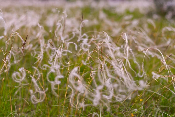 Hierba de plumas en el viento en un prado de verano —  Fotos de Stock