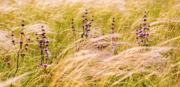 Federgras im Wind inmitten einer Blumenwiese — Stockfoto