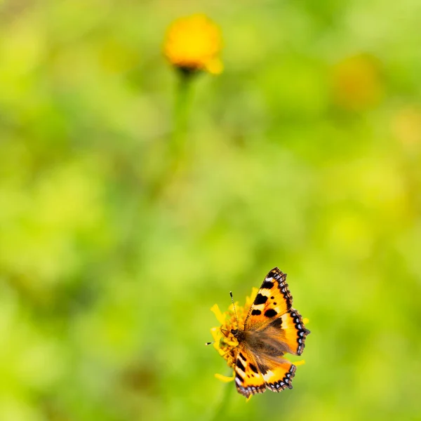 Vlinder urticaria op een bloem, zomer natuurlijke landschap. — Stockfoto