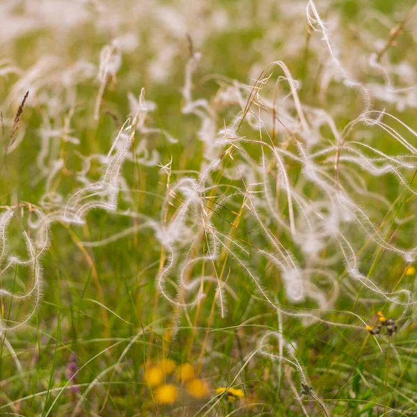 Hierba de plumas en el viento en un prado de verano —  Fotos de Stock