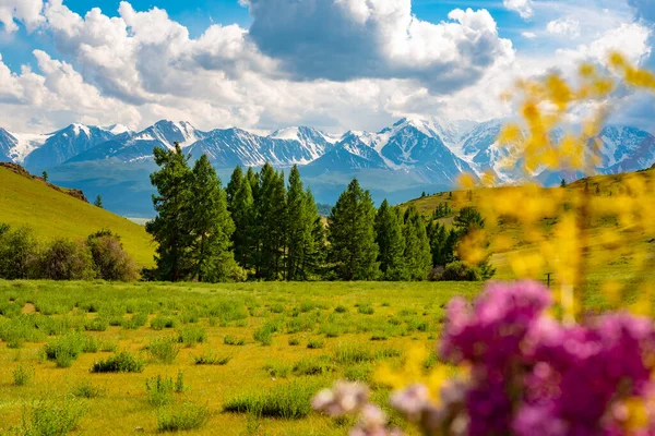 Pandangan luas dari sebagian pegunungan berbatu bersalju dengan bunga-bunga keluar dari fokus di latar depan — Stok Foto
