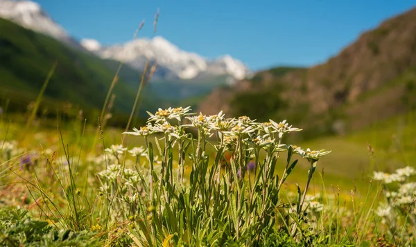 Bunga Edelweiss Latar Belakang Pegunungan Bersalju — Stok Foto