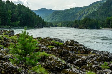 Fırtınalı dağ nehri bir dağ vadisi boyunca akıyor.