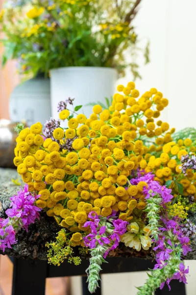 Médecine populaire. Tansy -Tanacetum vulgare - une belle plante aux fleurs jaune vif. — Photo