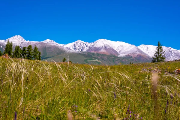 雪山背景下的高山草甸 — 图库照片