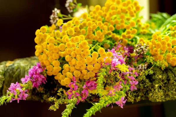 Médecine populaire. Tansy -Tanacetum vulgare - une belle plante aux fleurs jaune vif. — Photo