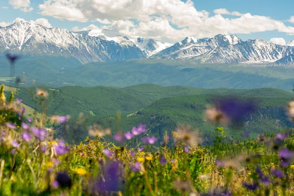 Pandangan Luas Dari Sebagian Pegunungan Berbatu Bersalju Dengan Bunga Bunga — Stok Foto
