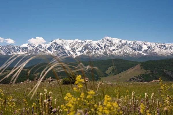 Wide View Section Snow Capped Rocky Mountains Flowers Foreground — Stock Photo, Image