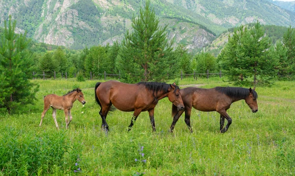 Rodzina Koni Alpejskiej Łące Górach — Zdjęcie stockowe