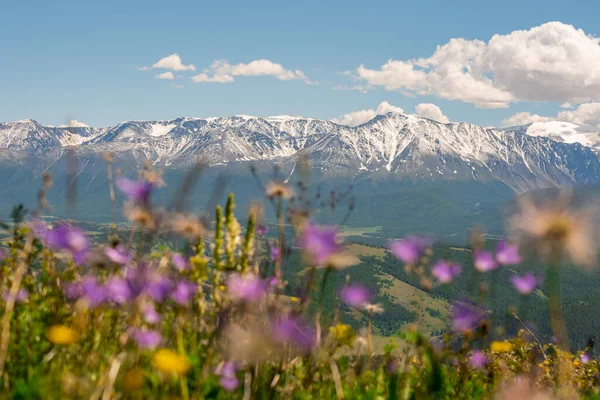 Wide View Portion Snowy Rocky Mountains Flowers Out Focus Foreground — Stock Photo, Image