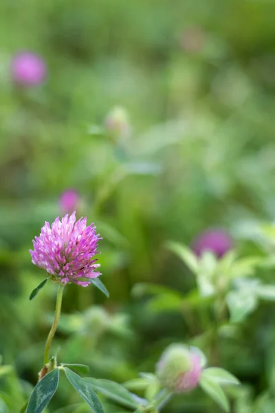 Çiçek çayırında yetişen pembe yonca. — Stok fotoğraf